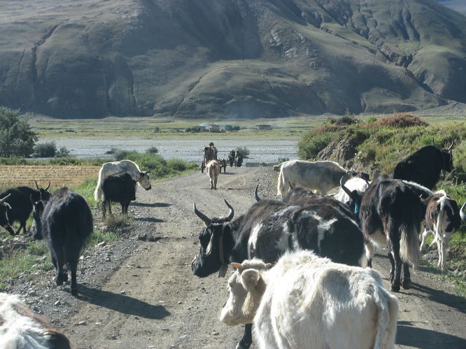 Tibetan cattle.
